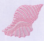 Banded Tulip Sea Shell